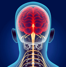 Darstellung der Nervenkanäle der Halswirbelsäule.
